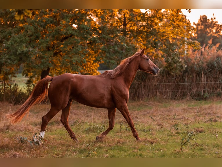 Selle Français Jument 7 Ans 172 cm Alezan in March