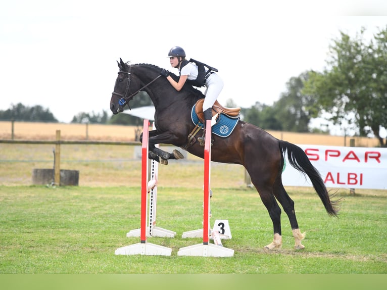 Selle Français Jument 7 Ans 175 cm Bai brun in Valady