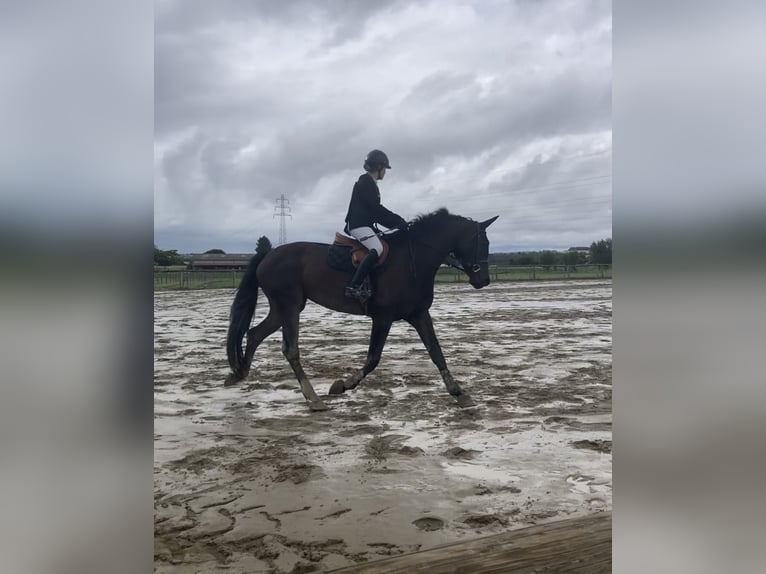 Selle Français Jument 7 Ans 175 cm Bai brun in Valady
