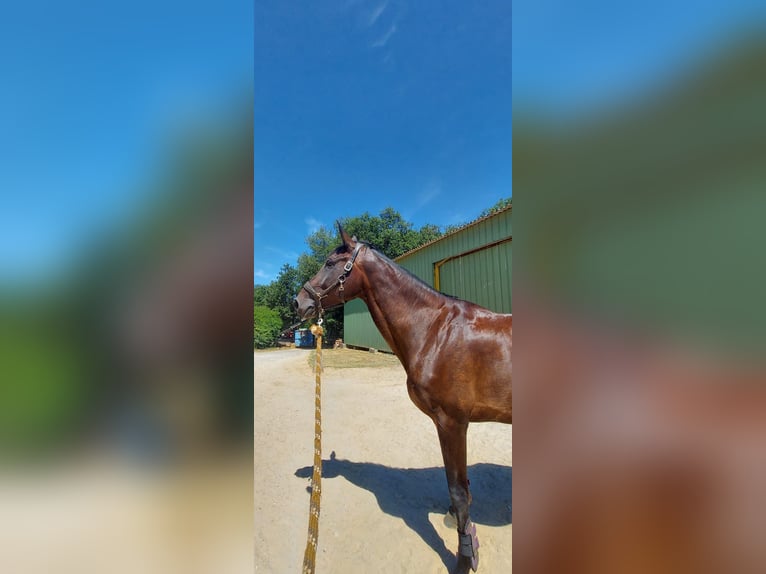 Selle Français Jument 7 Ans 177 cm Bai brun foncé in Toulouse