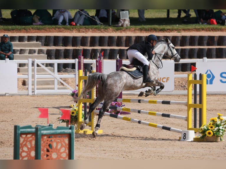 Selle Français Jument 8 Ans 163 cm Gris in Casablanca