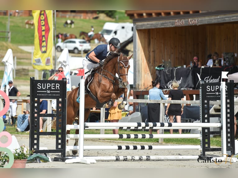 Selle Français Jument 8 Ans 165 cm Alezan brûlé in Völkermarkt
