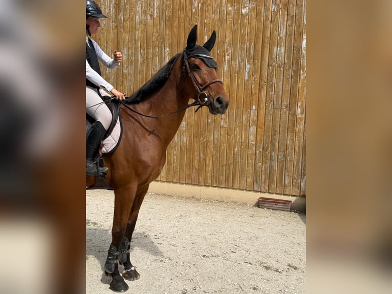 Selle Français Croisé Jument 8 Ans 165 cm Bai in Arthémonay