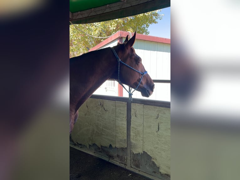 Selle Français Jument 8 Ans 167 cm Alezan in Roma