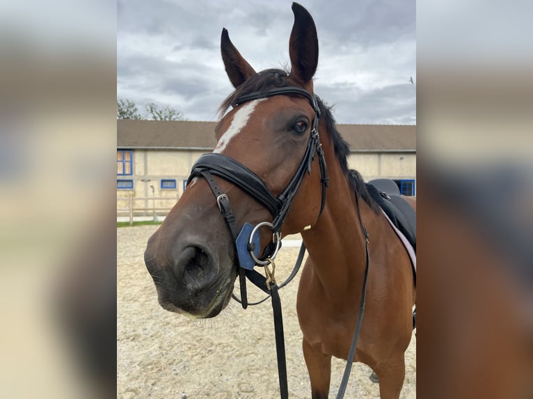 Selle Français Jument 8 Ans 168 cm Bai in Saint-Vérain