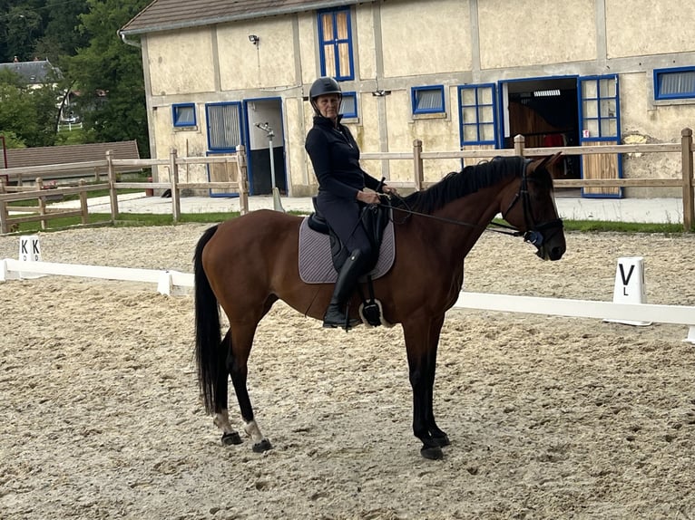 Selle Français Jument 8 Ans 168 cm Bai in Saint-Vérain