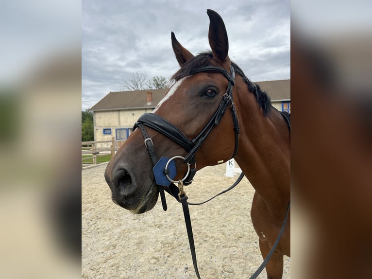 Selle Français Jument 8 Ans 168 cm Bai in Saint-Vérain