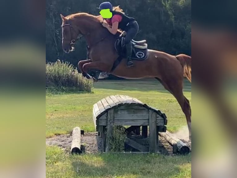 Selle Français Jument 8 Ans 170 cm Alezan brûlé in Dublin