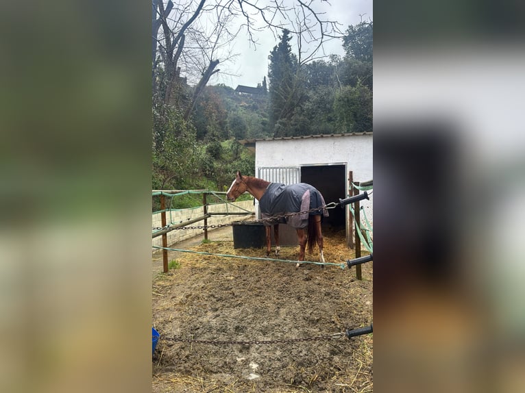 Selle Français Jument 8 Ans 170 cm Alezan in Barcelona
