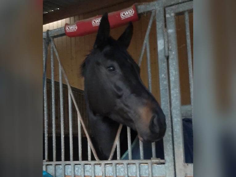 Selle Français Jument 8 Ans 170 cm Noir in Saint-L&#xF4;