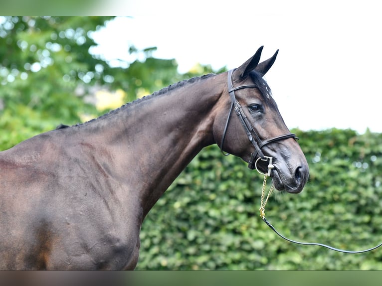 Selle Français Jument 8 Ans 172 cm Bai brun foncé in Saint-Pierre-de-Coutances