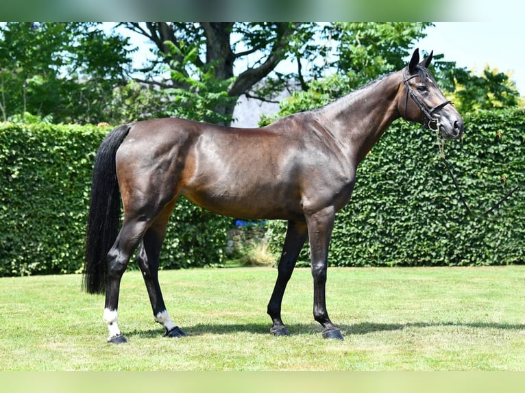 Selle Français Jument 8 Ans 172 cm Bai brun foncé in Saint-Pierre-de-Coutances