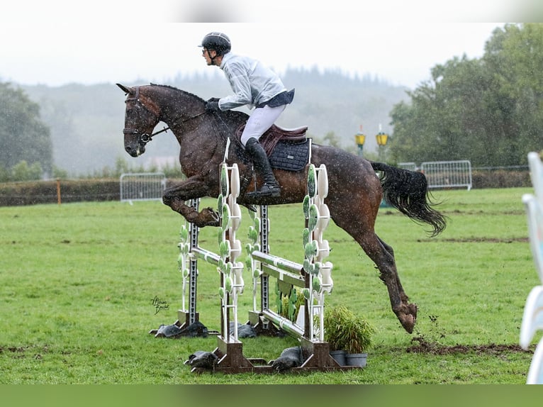 Selle Français Jument 8 Ans 172 cm Bai in Fontaines-sur-Sa&#xF4;ne