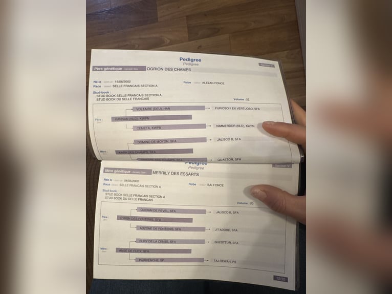 Selle Français Jument 8 Ans 172 cm Bai in Roquebrune-sur-Argens