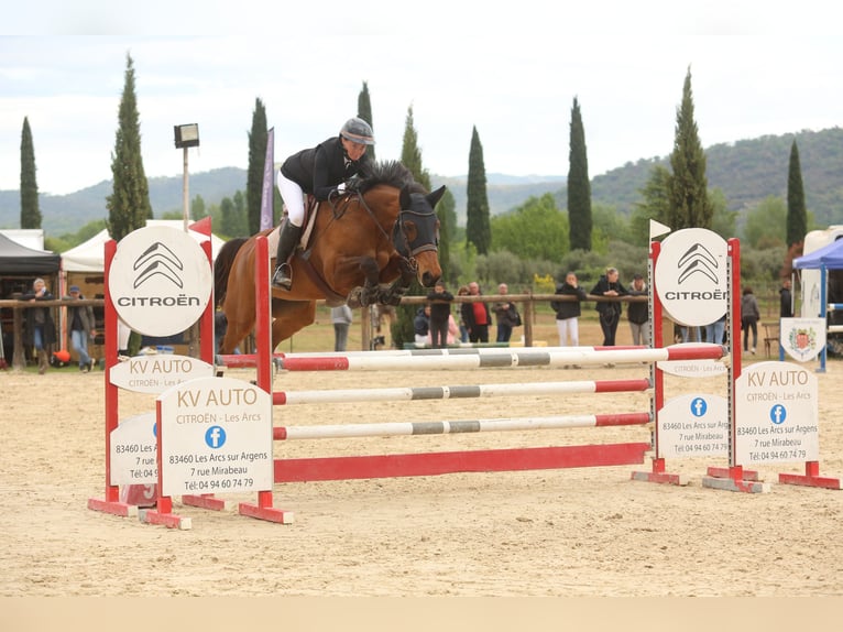 Selle Français Jument 8 Ans 172 cm Bai in Roquebrune-sur-Argens