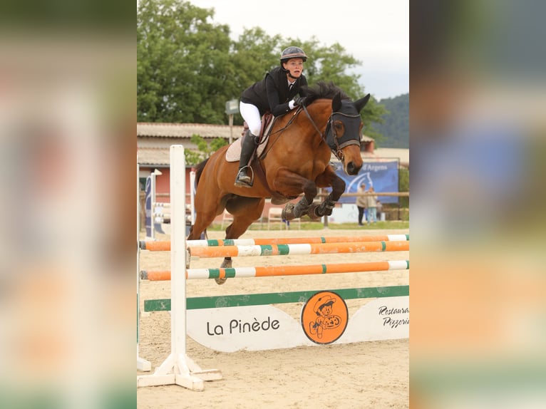 Selle Français Jument 8 Ans 172 cm Bai in Roquebrune-sur-Argens