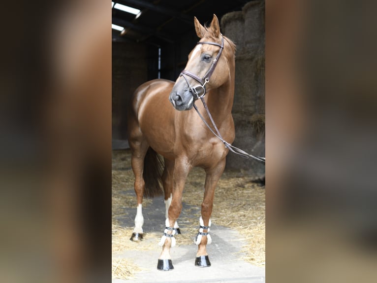 Selle Français Jument 8 Ans 175 cm Alezan brûlé in Geilenkirchen