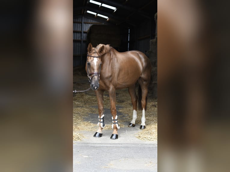 Selle Français Jument 8 Ans 175 cm Alezan brûlé in Geilenkirchen