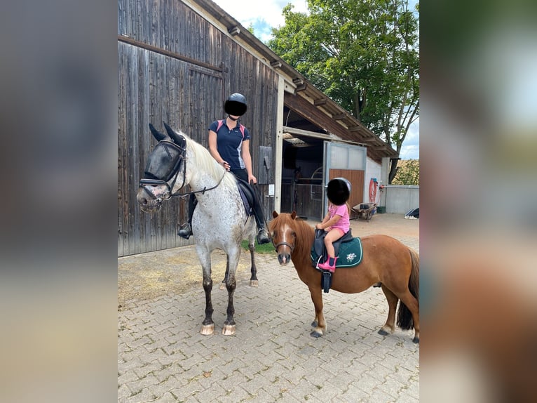 Selle Français Jument 9 Ans 155 cm Léopard in Leingarten