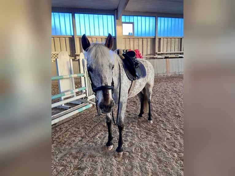 Selle Français Jument 9 Ans 155 cm Léopard in Leingarten