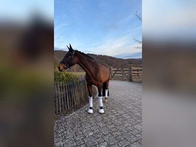 Selle Français Jument 9 Ans 163 cm Bai in Haiger