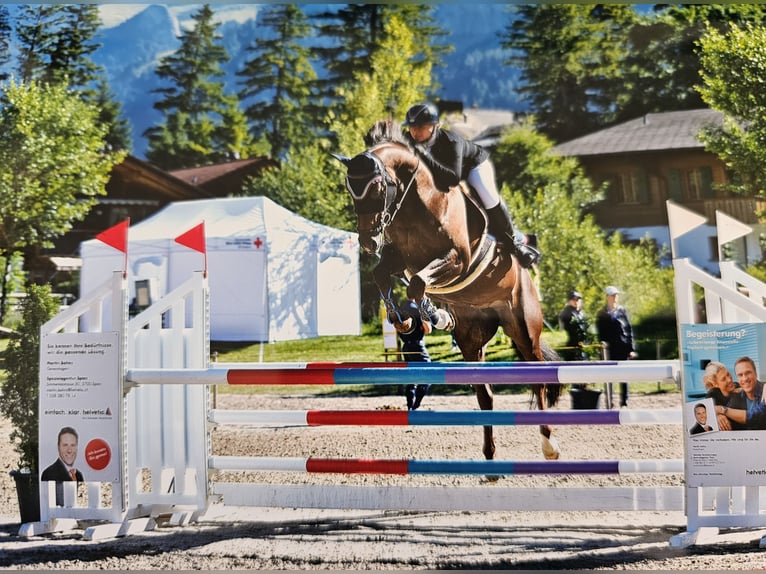 Selle Français Jument 9 Ans 164 cm Alezan brûlé in Riggisberg