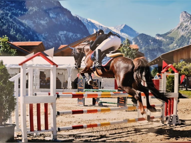 Selle Français Jument 9 Ans 164 cm Alezan brûlé in Riggisberg