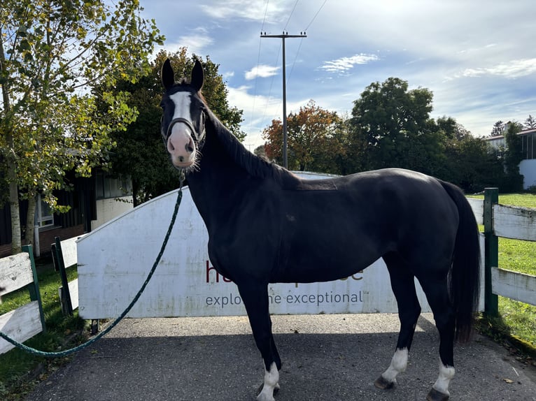 Selle Français Jument 9 Ans 164 cm Noir in Loßburg