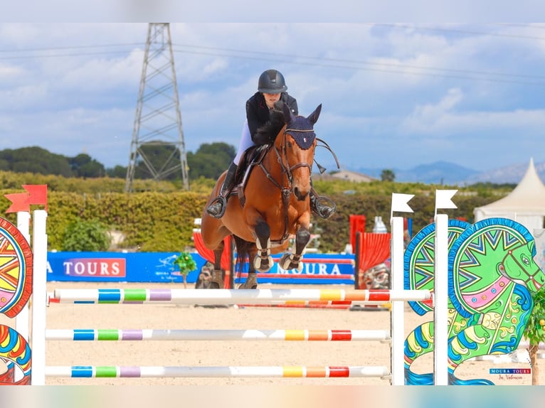 Selle Français Jument 9 Ans 165 cm Bai in Malla