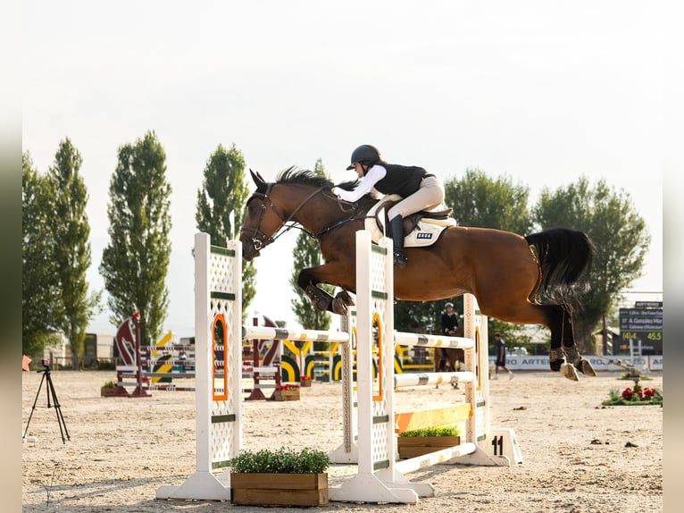 Selle Français Jument 9 Ans 165 cm Bai in Malla