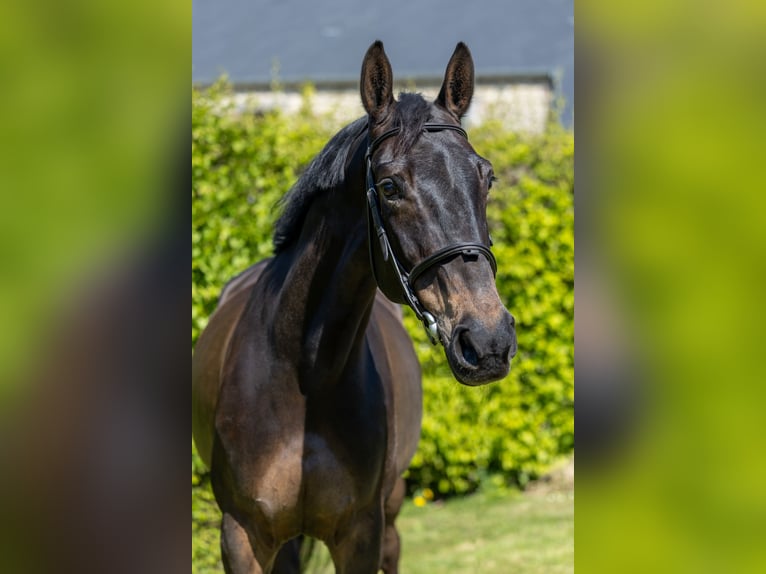 Selle Français Jument 9 Ans 167 cm Bai brun foncé in Saint-Pierre-de-Coutances