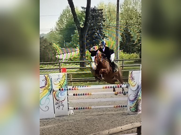 Selle Français Jument 9 Ans 170 cm Alezan in Marcy-l&#x2019;&#xC9;toile