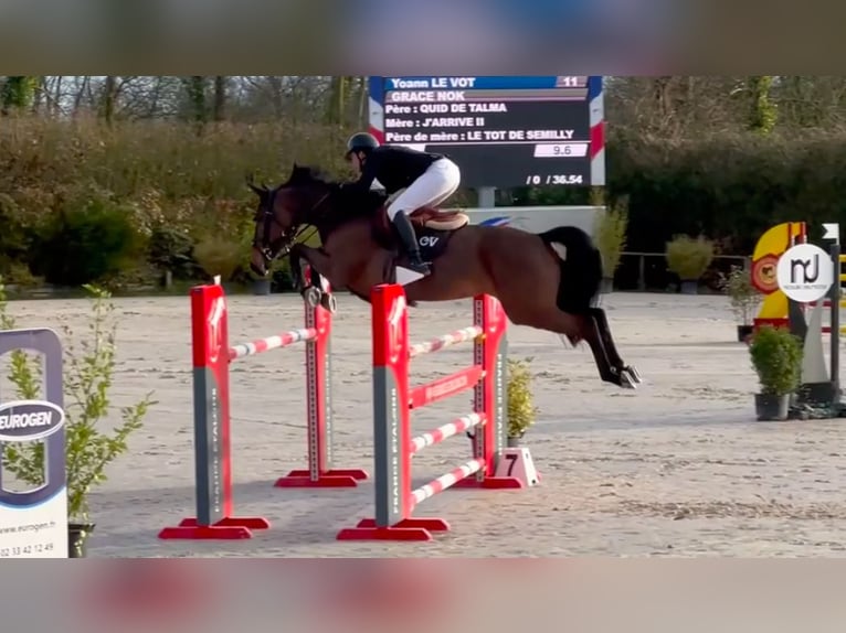 Selle Français Jument 9 Ans 170 cm Bai cerise in Saint-Pierre-de-Coutances