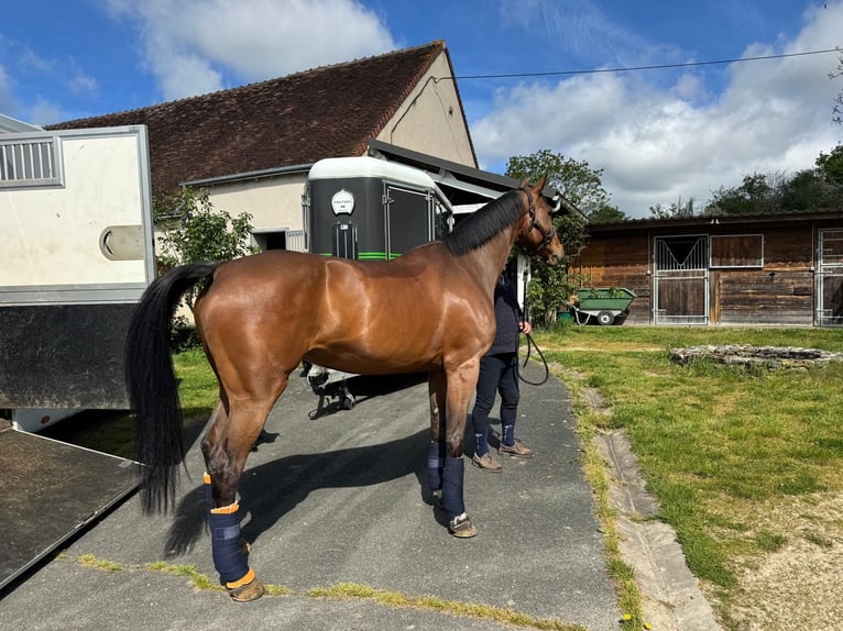 Selle Français Jument 9 Ans 170 cm Bai in Saint-Éloi