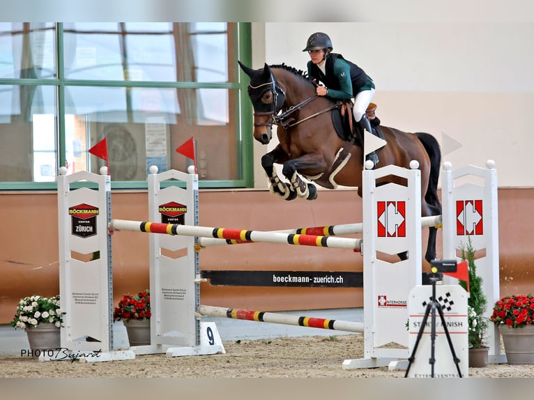 Selle Français Jument 9 Ans 172 cm Bai in Develier