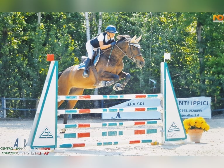 Selle Français Jument 9 Ans Bai in Alessandria