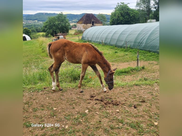 Selle Français Jument Poulain (03/2024) 120 cm Alezan in Strenquels