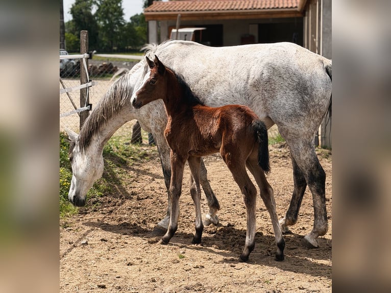 Selle Français Jument Poulain (04/2026) 165 cm Bai in LA VERPILLIERE