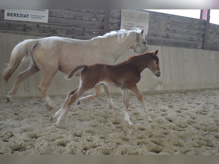 Selle Français Jument Poulain (03/2026) 170 cm Alezan in Sornay