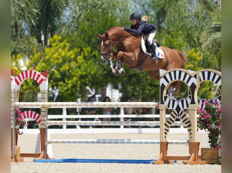 Selle Français Jument Poulain (03/2026) 170 cm Alezan in Sornay
