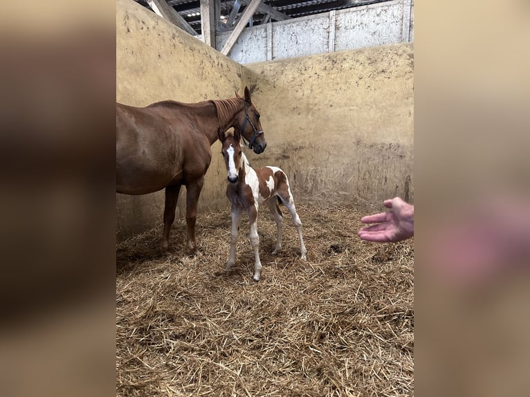 Selle Français Jument Poulain (05/2026) 170 cm Tobiano-toutes couleurs in Sainte-Adresse