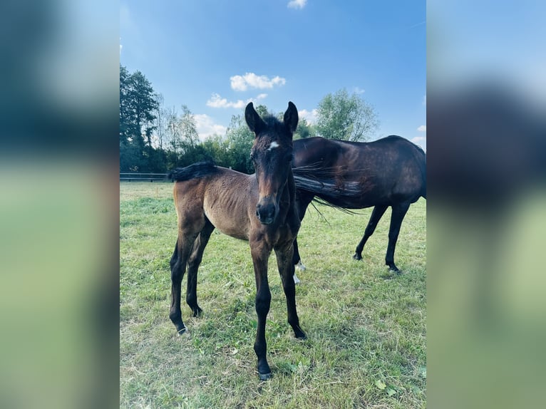 Selle Français Jument Poulain (05/2026) Bai brun foncé in Saint-Amand-les-Eaux