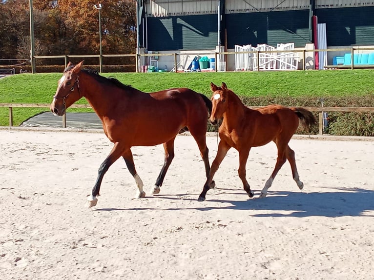 Selle Français Jument Poulain (05/2025) Bai in Charmoy