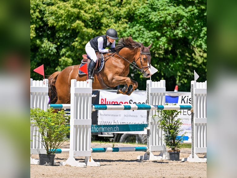 Selle français Klacz 10 lat 158 cm Kasztanowata in Wermatswil