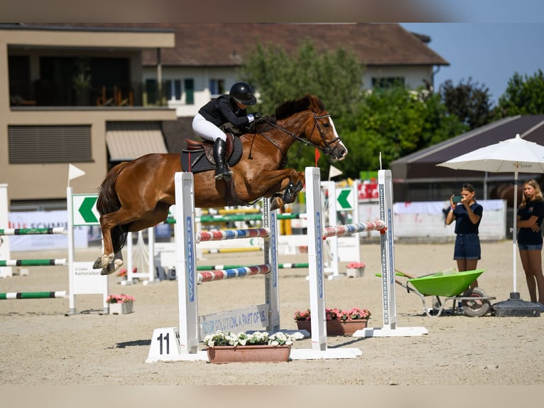 Selle français Klacz 10 lat 158 cm Kasztanowata in Wermatswil