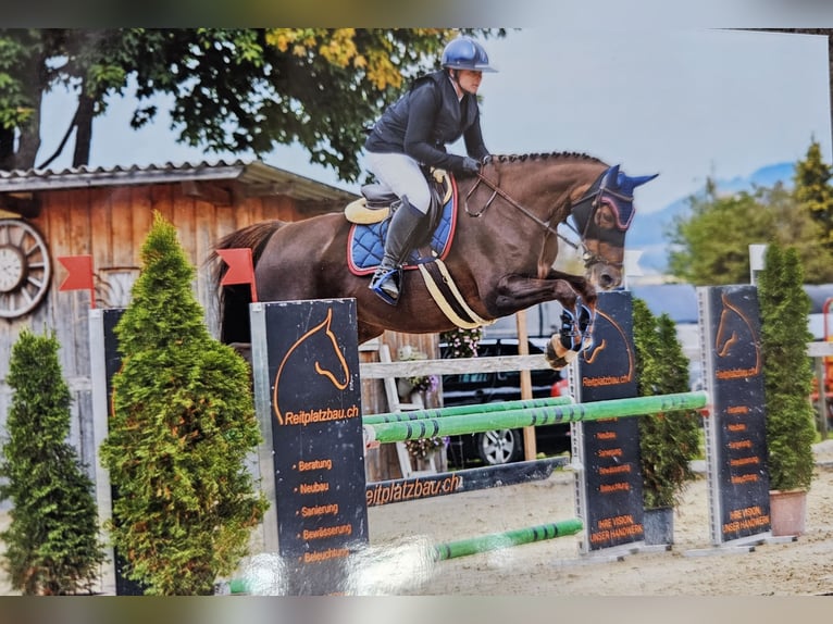 Selle français Klacz 10 lat 164 cm Ciemnokasztanowata in Riggisberg