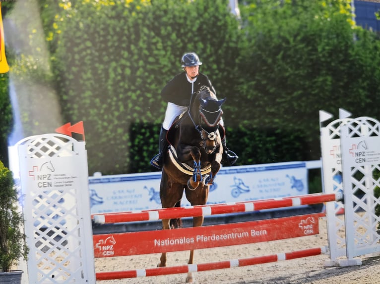 Selle français Klacz 10 lat 164 cm Ciemnokasztanowata in Riggisberg
