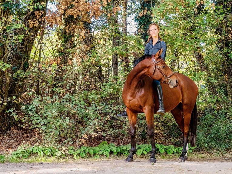 Selle français Klacz 10 lat 164 cm Gniada in coinsins