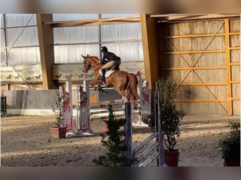 Selle français Klacz 10 lat 164 cm Kasztanowata in Essarts en Bocage