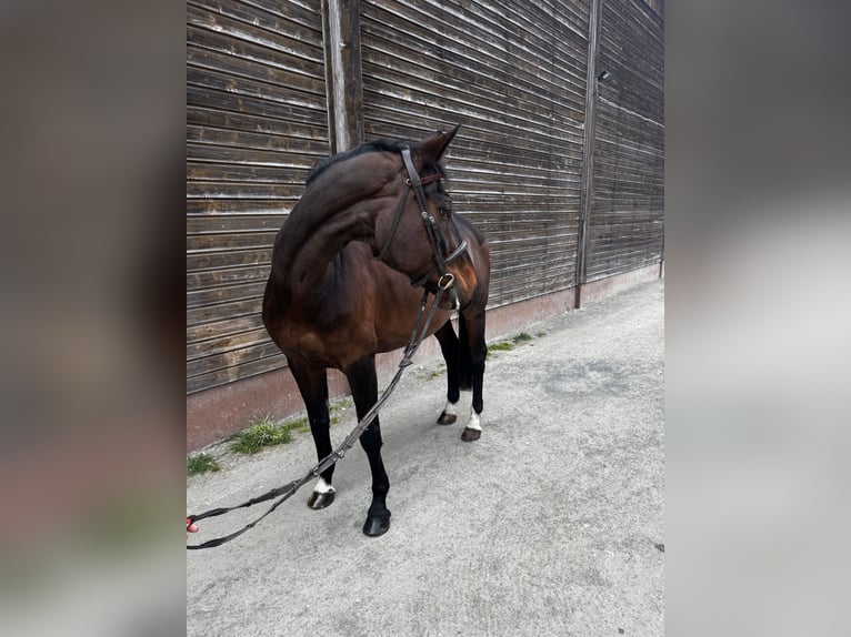 Selle français Klacz 10 lat 165 cm Ciemnogniada in Poxdorf